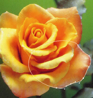 Illustrator/イラストレーター講座 チュウトリアル 花